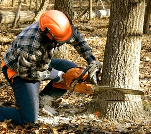 Tree Removal in Loretto, VA